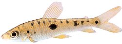 Leporinus frederici Leporinus Frederici