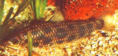 Leporinus granti Leporinus de Grant