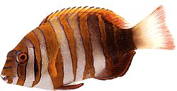 Lienardella fasciata (Pesce arlequin)