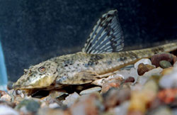 Loricaria parva Loricaire