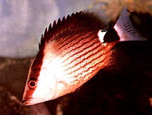 Lutjanus sanguineus Cropper di sangue rosso