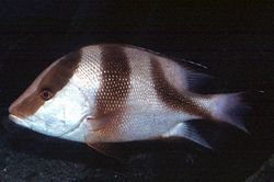 Lutjanus sebae Rosso Lutjan