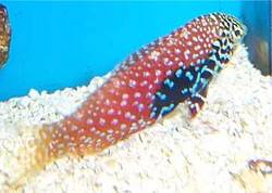 Macropharyngodon bipartitus (Labre vermicolato)