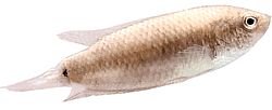 Macropodus cupanus (Pesce da pesca a coda marrone)