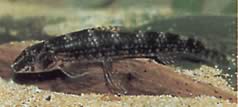 Melanocharacidium dispilomma (Melanocharacidium Destilomma)