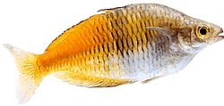 Melanotaenia boesemani (Rainbow Boeseman)