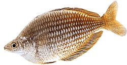 Melanotaenia fluviatilis (Pesce arcobaleno australiano)