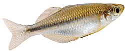 Melanotaenia lacustris