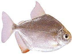 Metynnis hypsauchen (Métynnis con grandi teste)