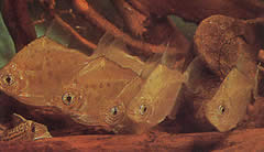 Metynnis lippincottianus Koumanou, pesce dollaro