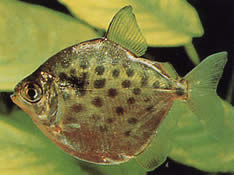 Metynnis maculatus (Metynnis punteggiato)