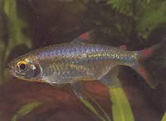 Micralestes sp. (Tetra africana con pinne rosse)