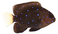 Microspathodon chrysurus (Gioielli gialli)