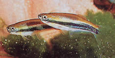 Mimagoniates lateralis (Tetra-Glande con lati sbarrati)