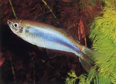 Mimagoniates microlepis (Piccole scale Tetra-Barberos)