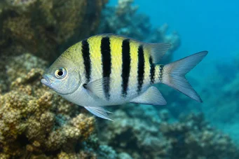 Abudefduf saxatilis Sergente maggiore