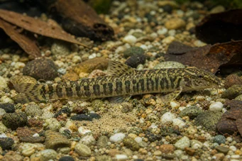 Acanthocobitis botia Loche piatto