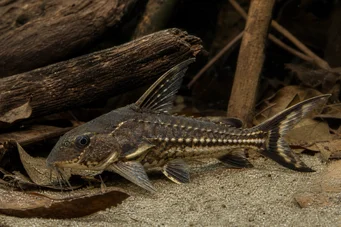 Acanthodoras spinosissimus Oratore