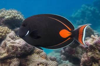 Acanthurus Achilles Spot rosso e chirurgo di coda