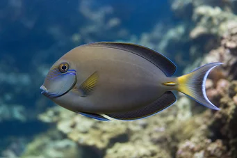 Acanthurus Fowleri Pesce chirurgo Fowler