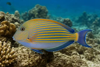 Acanthurus Lineatus Chirurgo a strisce