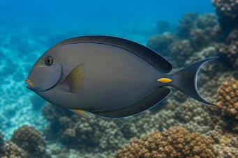 Acanthurus Mata Chirurgo a coda bianca
