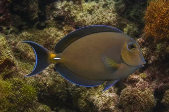 Acanthurus pyroferus