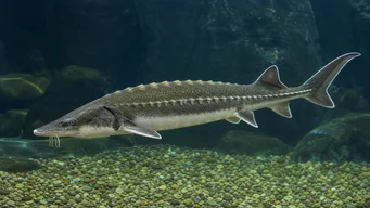 Acipenser medirostris Sturgeone verde