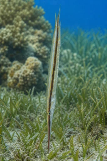 Aeoliscus strigatus Pesce spada