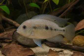 Aequidens pallidus