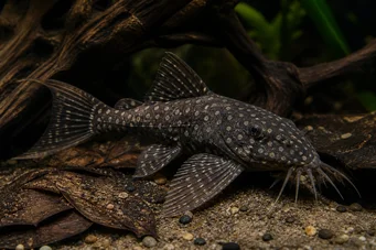 Agamyxis pectinifrons Pesce gatto peige