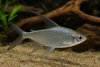Alestes longipinnis Charain con lunghe pinne