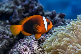 Amphiprion melanopus Melanopus anfiprion