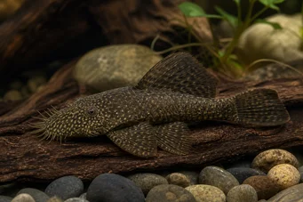 Ancistrus hyplogenys Ancistro nero