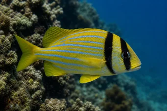 Anisotremus virginicus Maiale