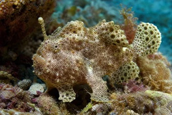 Antennarius maculatus Rapapaud di pesce, pescatore o antenne