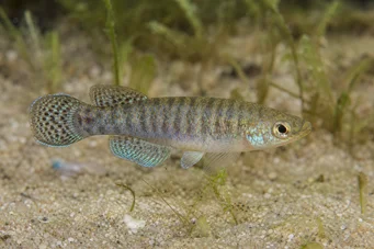 Aphanius dispar Aphanius scompare