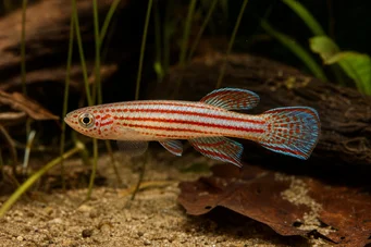 Aphyosemion striatum Afhyo a strisce