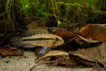 Apistogramma nijsseni Cichlid nano Najssen