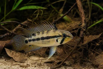 Apistogramma trifasciatum Cichlid a tre linee nane