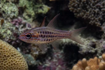 Apogon nematopterus Apogon Pigjamas