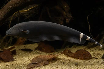 Apteronotus albifrons Fish del colpo di stato americano - chiamato anche Black Pha