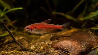 Axelrodia riesei Red Semoina Tetra