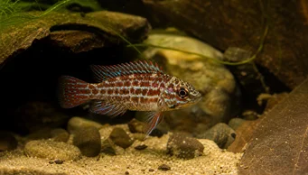 Badis assamensis (Pesce camaleonte)