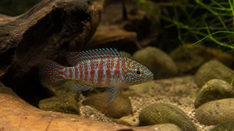 Badis badis (Pesce camaleonte)