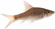 Barbus dorsalis Dorsalis barbuto