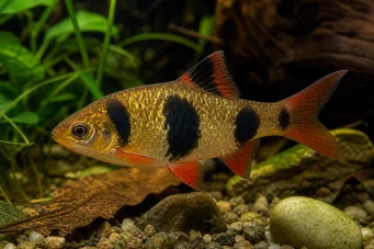 Barbus everetti (Clown barbuto)