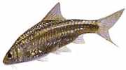 Barbus fasciatus Barbuto
