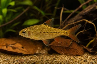 Barbus gelius Barbuto