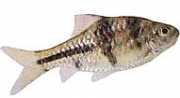 Barbus lateristriga Barbuto